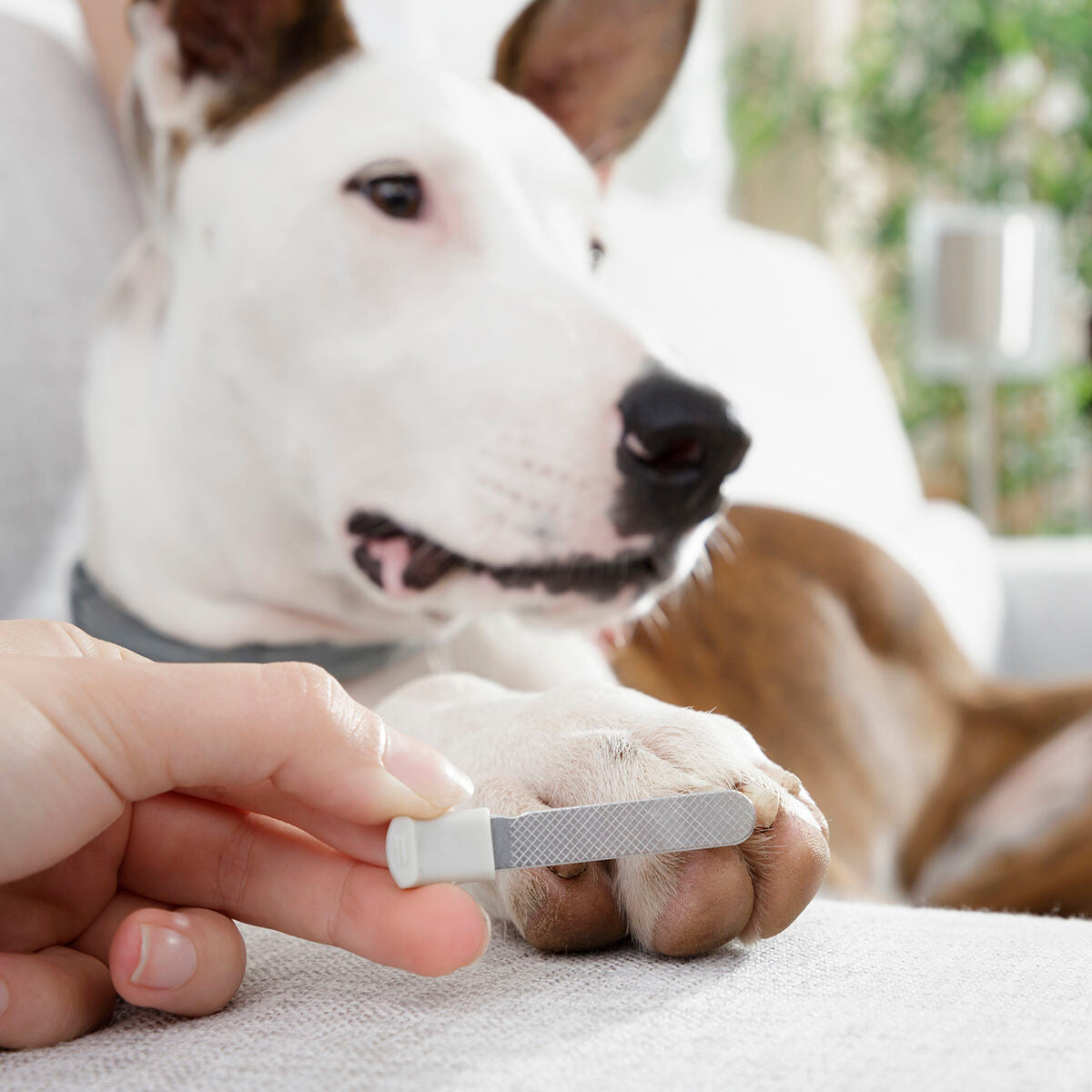 Veilige LED Nagelknipper voor Hond & Kat – Clipet InnovaGoods